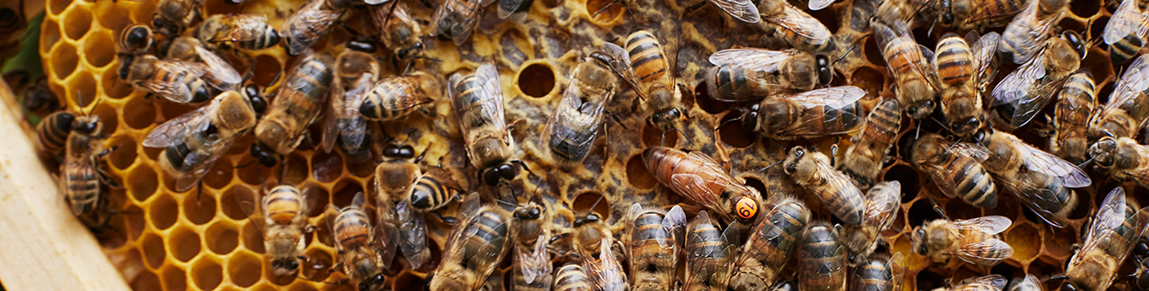 Der Bienenkönig – Imkern als Hobby