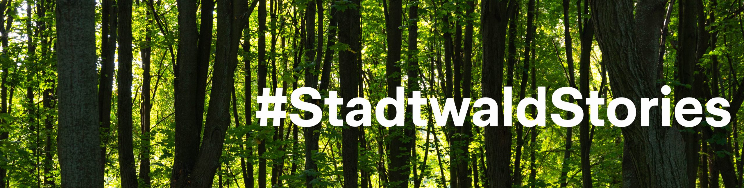 #StadtwaldStories: Ein Spaziergang in der grünen Lunge